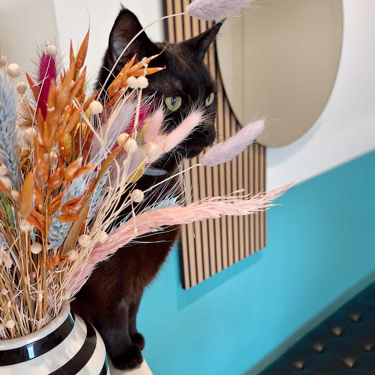 authentic Pilates Wien Kater Ikarus